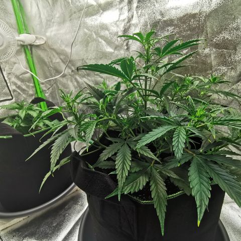 Auto Cinderella Jack growlog timeline photo