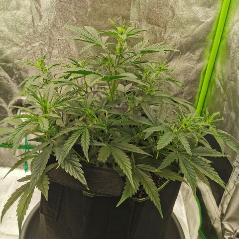 Auto Cinderella Jack growlog timeline photo