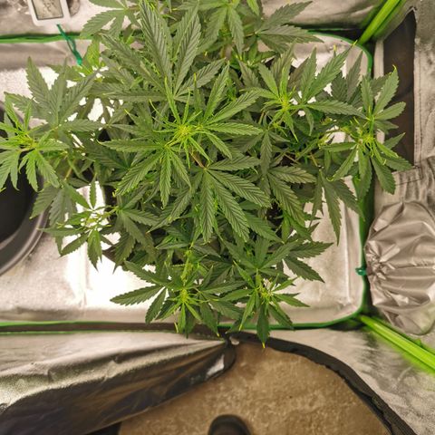 Auto Cinderella Jack growlog timeline photo