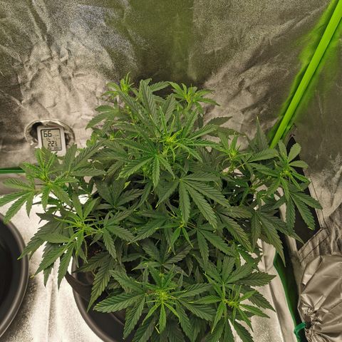 Auto Cinderella Jack growlog timeline photo
