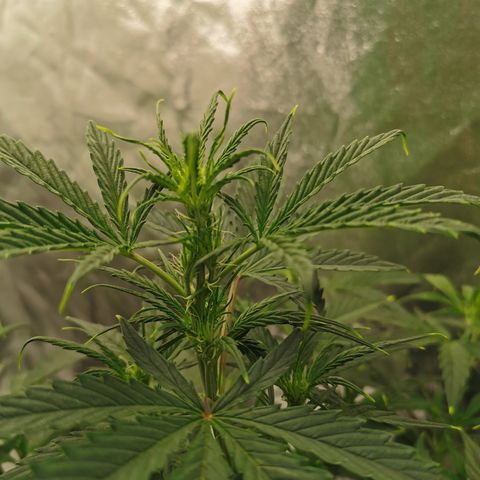 Auto Cinderella Jack growlog timeline photo