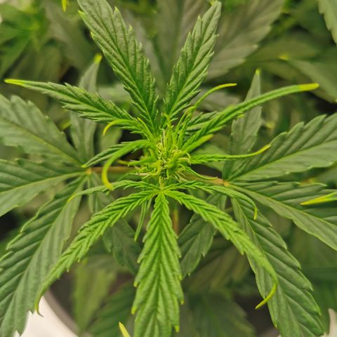 Auto Cinderella Jack growlog timeline photo