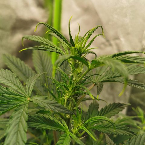 Auto Cinderella Jack growlog timeline photo
