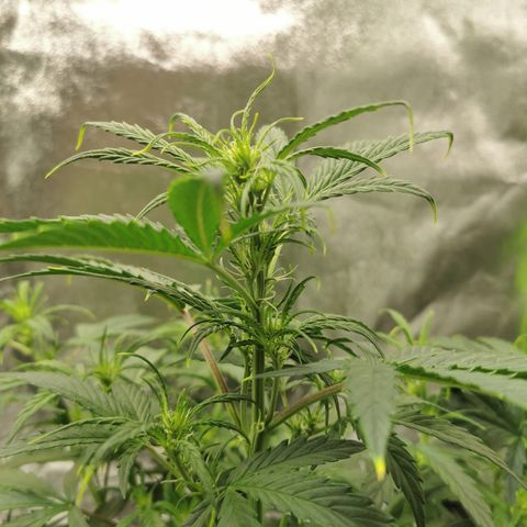 Auto Cinderella Jack growlog timeline photo