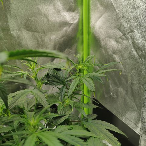 Auto Cinderella Jack growlog timeline photo