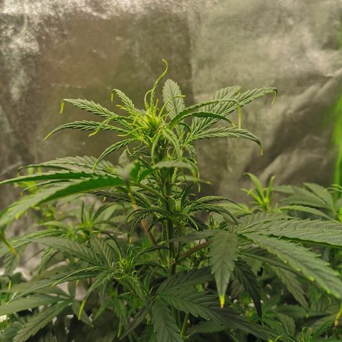 Auto Cinderella Jack growlog timeline photo