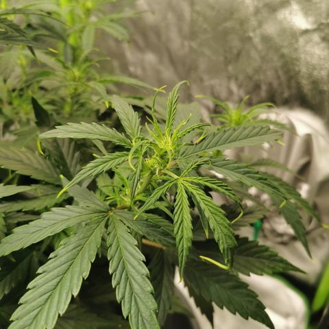 Auto Cinderella Jack growlog timeline photo