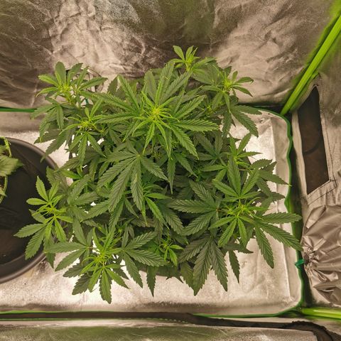Auto Cinderella Jack growlog timeline photo