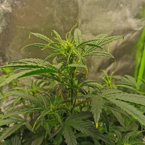 Auto Cinderella Jack growlog timeline photo