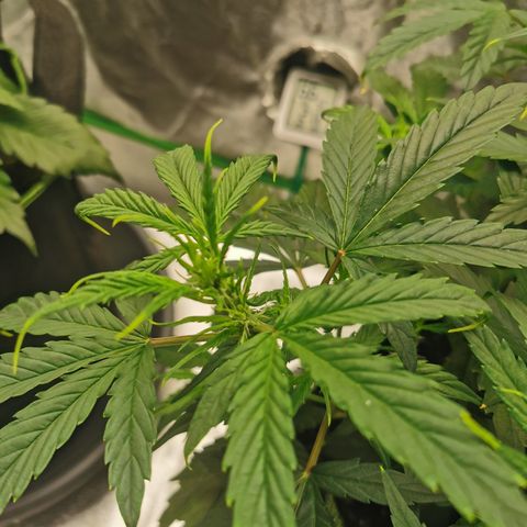 Auto Cinderella Jack growlog timeline photo