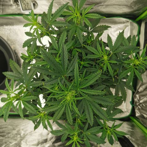Auto Cinderella Jack growlog timeline photo