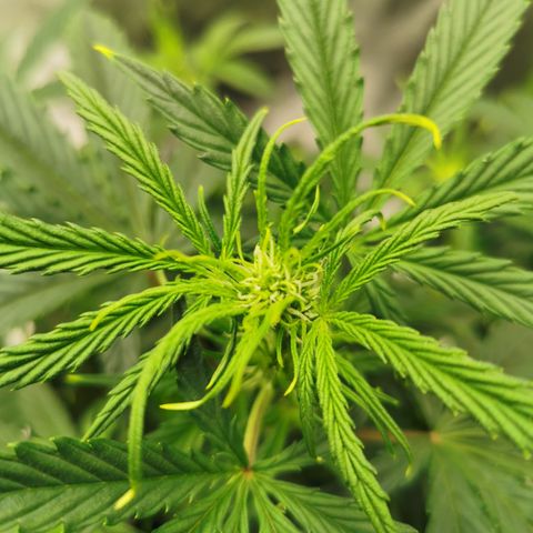 Auto Cinderella Jack growlog timeline photo