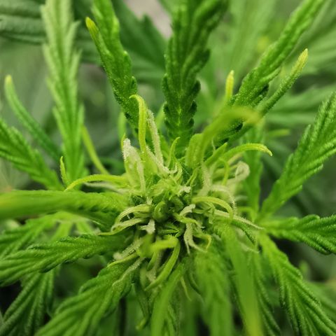 Auto Cinderella Jack growlog timeline photo