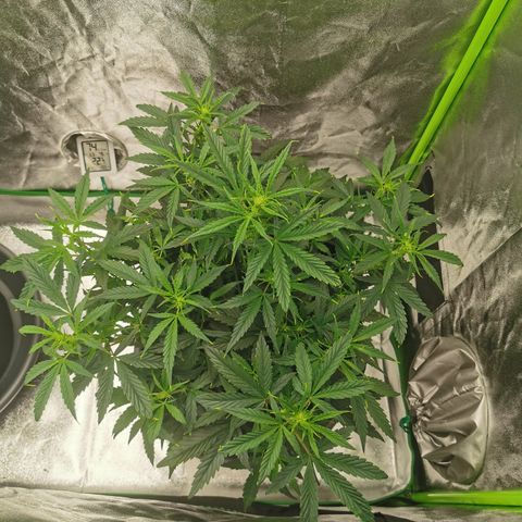 Auto Cinderella Jack growlog timeline photo