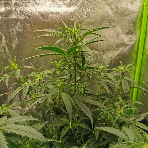 Auto Cinderella Jack growlog timeline photo