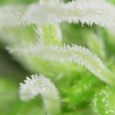 Auto Cinderella Jack growlog timeline photo