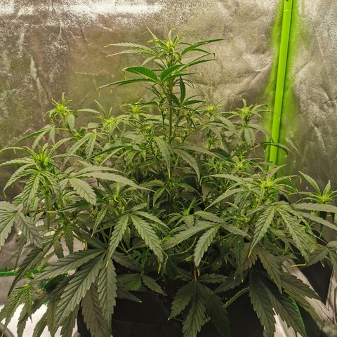Auto Cinderella Jack growlog timeline photo