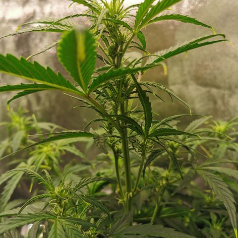 Auto Cinderella Jack growlog timeline photo