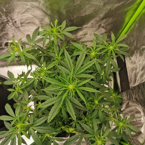 Auto Cinderella Jack growlog timeline photo