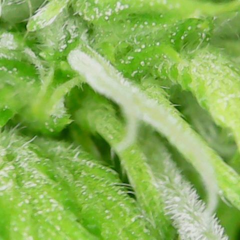 Auto Cinderella Jack growlog timeline photo