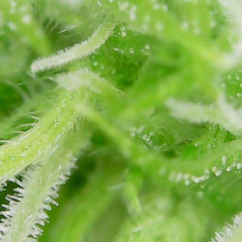 Auto Cinderella Jack growlog timeline photo