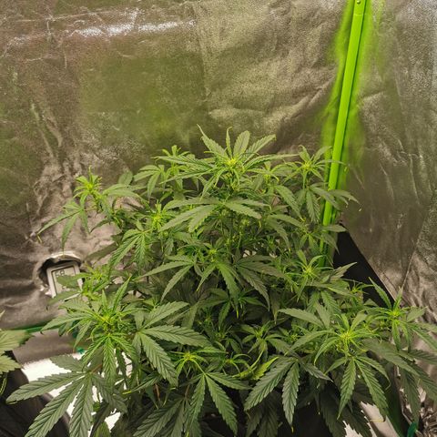 Auto Cinderella Jack growlog timeline photo