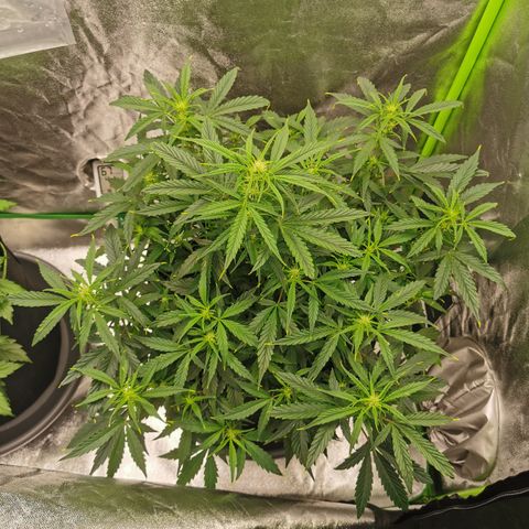 Auto Cinderella Jack growlog timeline photo