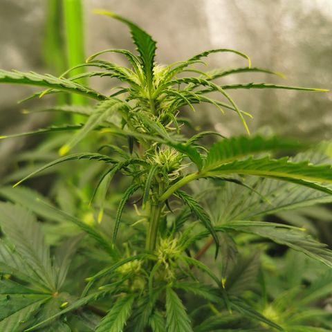 Auto Cinderella Jack growlog timeline photo