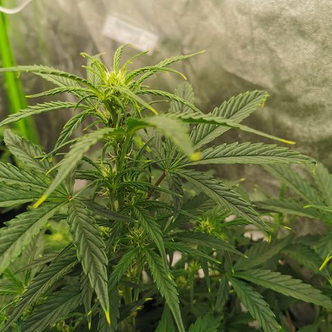 Auto Cinderella Jack growlog timeline photo