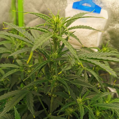 Auto Cinderella Jack growlog timeline photo