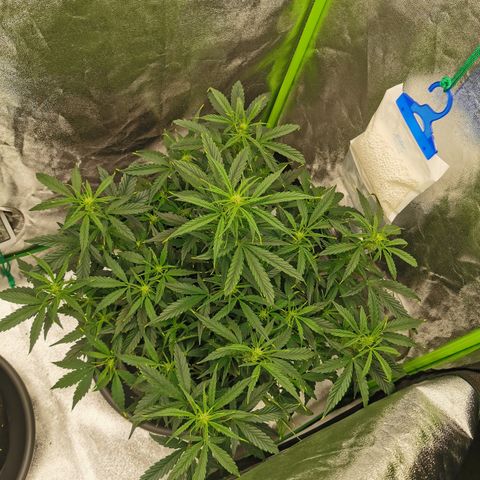 Auto Cinderella Jack growlog timeline photo