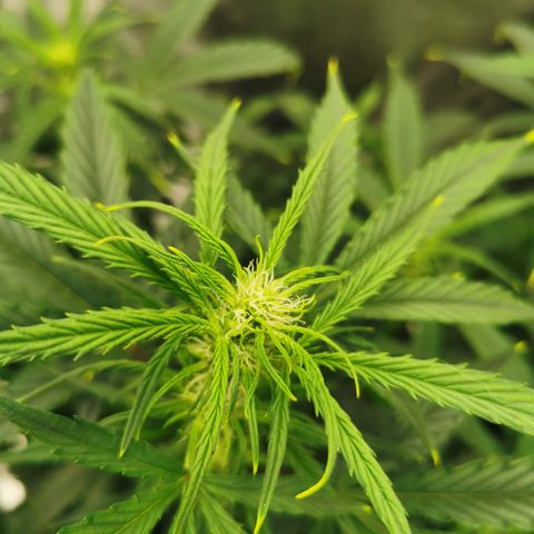 Auto Cinderella Jack growlog timeline photo