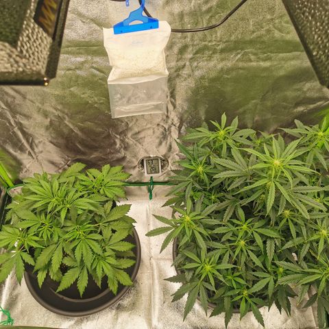 Auto Cinderella Jack growlog timeline photo