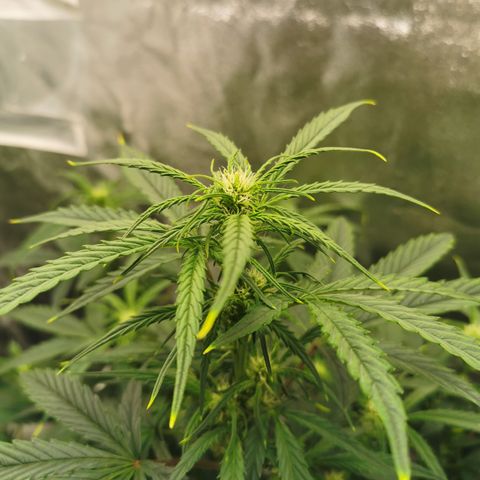 Auto Cinderella Jack growlog timeline photo