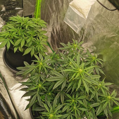 Auto Cinderella Jack growlog timeline photo
