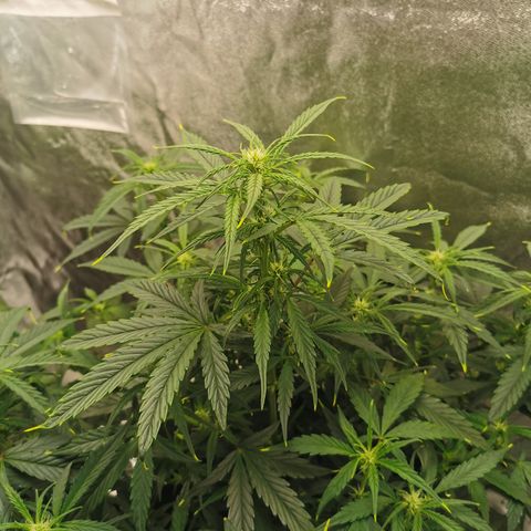 Auto Cinderella Jack growlog timeline photo