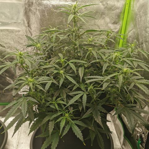 Auto Cinderella Jack growlog timeline photo