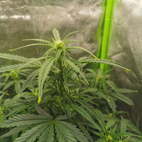 Auto Cinderella Jack growlog timeline photo