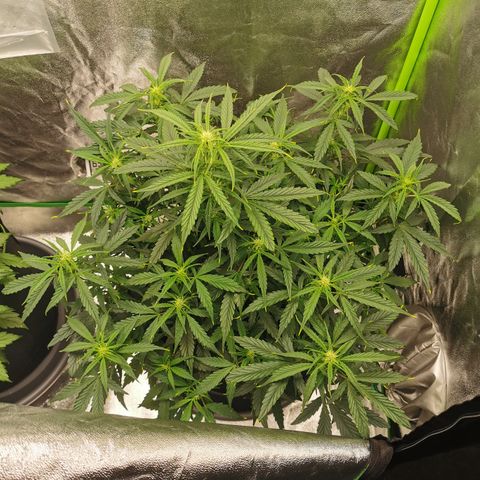 Auto Cinderella Jack growlog timeline photo