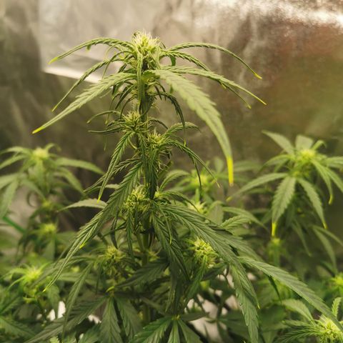 Auto Cinderella Jack growlog timeline photo