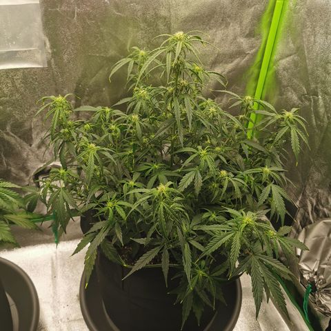 Auto Cinderella Jack growlog timeline photo