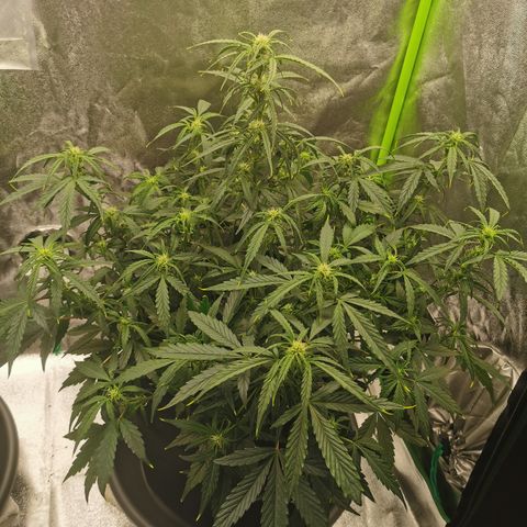 Auto Cinderella Jack growlog timeline photo