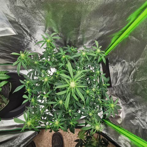 Auto Cinderella Jack growlog timeline photo