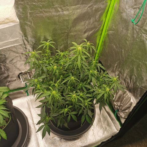 Auto Cinderella Jack growlog timeline photo