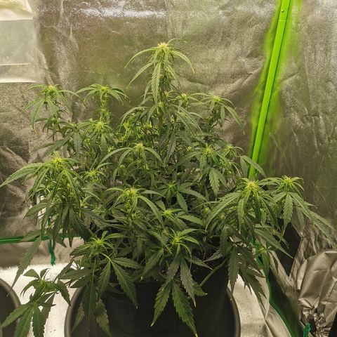 Auto Cinderella Jack growlog timeline photo