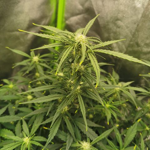 Auto Cinderella Jack growlog timeline photo