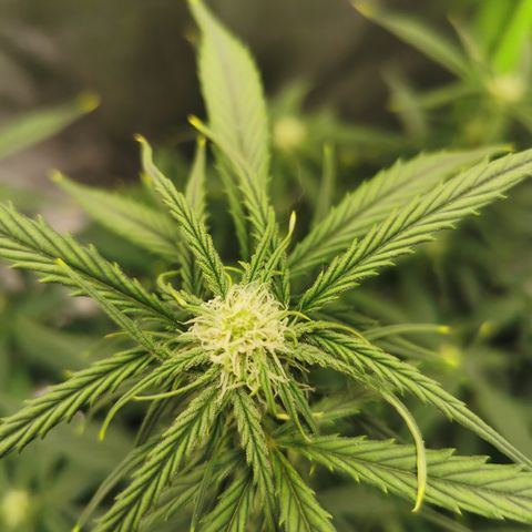 Auto Cinderella Jack growlog timeline photo