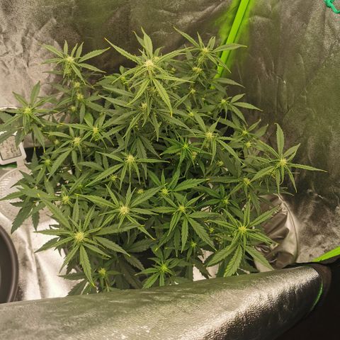 Auto Cinderella Jack growlog timeline photo