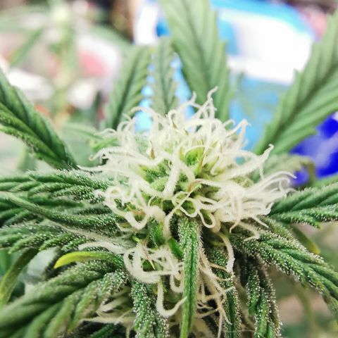 Auto Cinderella Jack growlog timeline photo