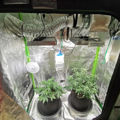 Auto Cinderella Jack growlog timeline photo
